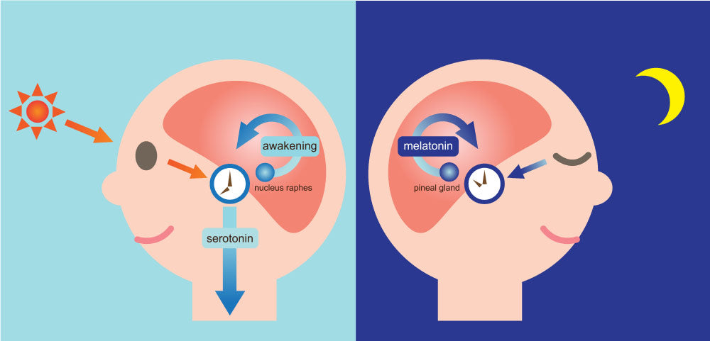 How blue light affects melatonin sleep hormone