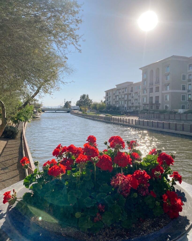 sunny day over the scottsdale waterfront with red flowers in foreground