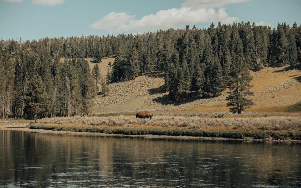 bison grazing golden grass along the yellowstone river near grand loop road