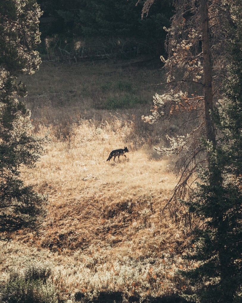 grey wolf walking around lamar valley in yellowstone national park